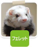 フェレット