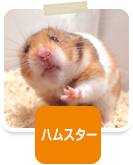 ハムスター