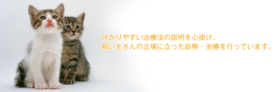 分かりやすい治療法の説明を心掛け、飼い主さんの